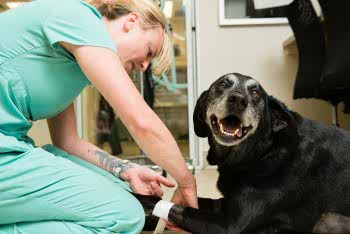 Ветеринарная помощь может носить как экстренный характер, как в случаях с травмами и кровотечениями, так и плановый.