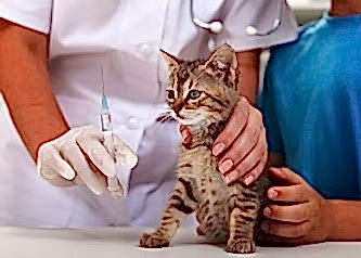 images stories vyzovnadom veterinar na dom 12 350x238