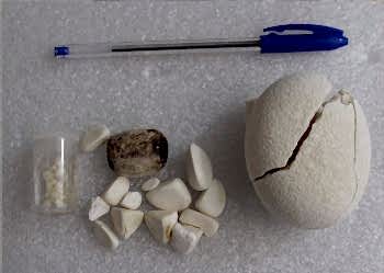 Мочекаменная болезнь у кошек и котов