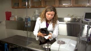 Панлейкопения (кошачья чумка) кошек и котят