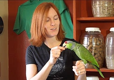 Болезни попугаев и как их лечит ветеринар орнитолог