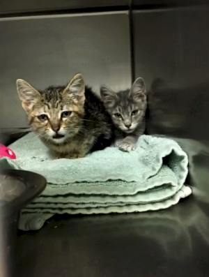 Панлейкопения (кошачья чумка) кошек и котят