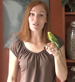 Болезни волнистых попугаев и их лечение ветеринаром орнитологом