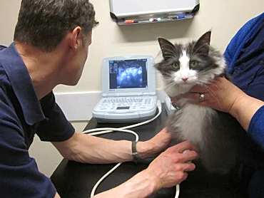 Главный принцип, по которому работает ветклиника - оплата ветеринарных услуг должна быть доступна для каждого владельца, питомец которого нуждается в помощи