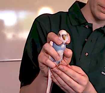 Болезни волнистых попугаев и их лечение ветеринаром орнитологом