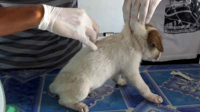 Для каждой из прививок есть сроки вакцинации, соблюдение которых поможет сохранить жизнь четвероногому другу