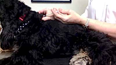 Животные, как люди, подвержены многим заболеваниям