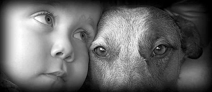 Избавление животных от страданий