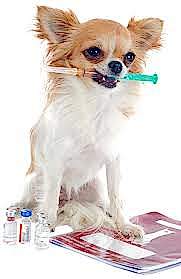 Перед прививкой необходимо проводить глистование собак и ветеринарный осмотр. Частота таких процедур составляет 1 раз в год.