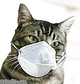 Своевременное проведение прививок может не только улучшить здоровье, но и спасти жизнь вашему питомцу