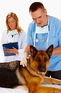 Широкий перечень ветеринарных услуг на дому с ВетЦентром 